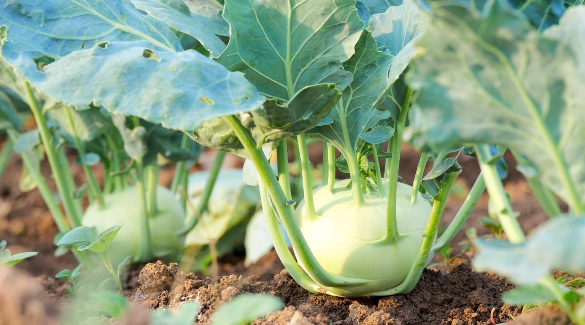 Close-up of a Kohlrabi growing in rows in a vegetable garden. It is a biennial plant with an edible bulbous stem. The leaves are large, wide, flat, blue-green in color with pale green veins. The stem grows above the ground and is round, spherical, reminiscent of a turnip or radish. It is pale green in color.