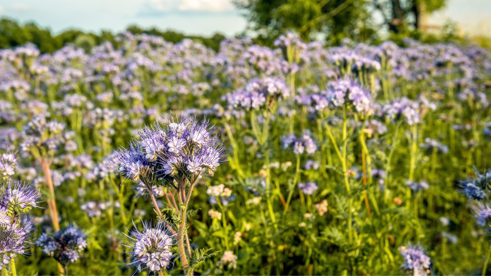 Close-up of flowering lacy phacelia plants in a sunny garden, displaying delicate, fern-like foliage adorned with clusters of small, purple-blue flowers
