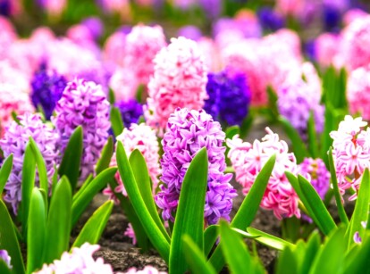 A tapestry of pink and purple hyacinth clusters, basking in the warm sunlight, creating a lush and fragrant bed. The delicate petals catch the light, while verdant leaves gracefully complement the blossoms.