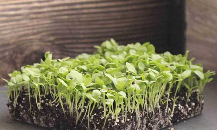 Large Leaf sorrel microgreens