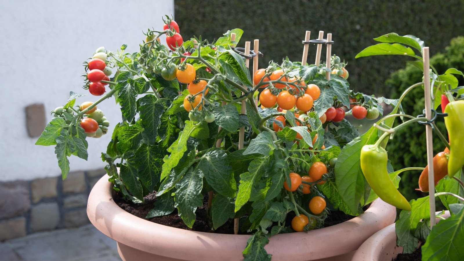 A 'Cherry Falls' tomato plant in a pot outside, adorned with clusters of ripe red and orange fruits peeking through the verdant foliage.