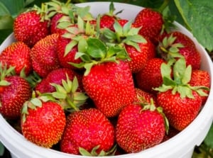 A white bucket filled with plump strawberries, set against a backdrop of lush green leaves, evoking a fresh harvest from a vibrant garden, promising sweetness and natural abundance.