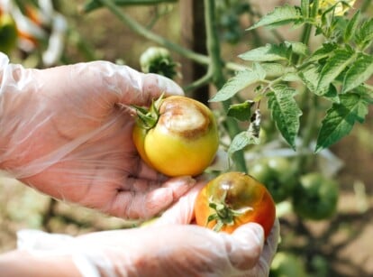 late blight tomatoes