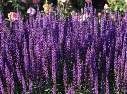 A close-up reveals the delicate beauty of Munstead lavenders, showcasing their vibrant purple petals. Against a blurred backdrop of lush greenery, these flowers stand out, their intricate details inviting closer inspection in the serene garden setting.