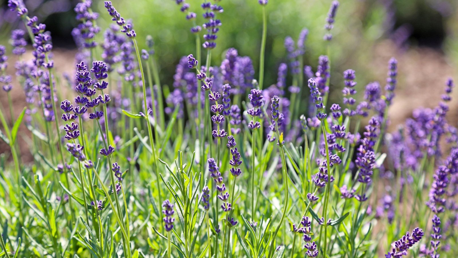 Lavender plants have narrow, silver-green leaves and tall spikes of small, fragrant purple flowers.