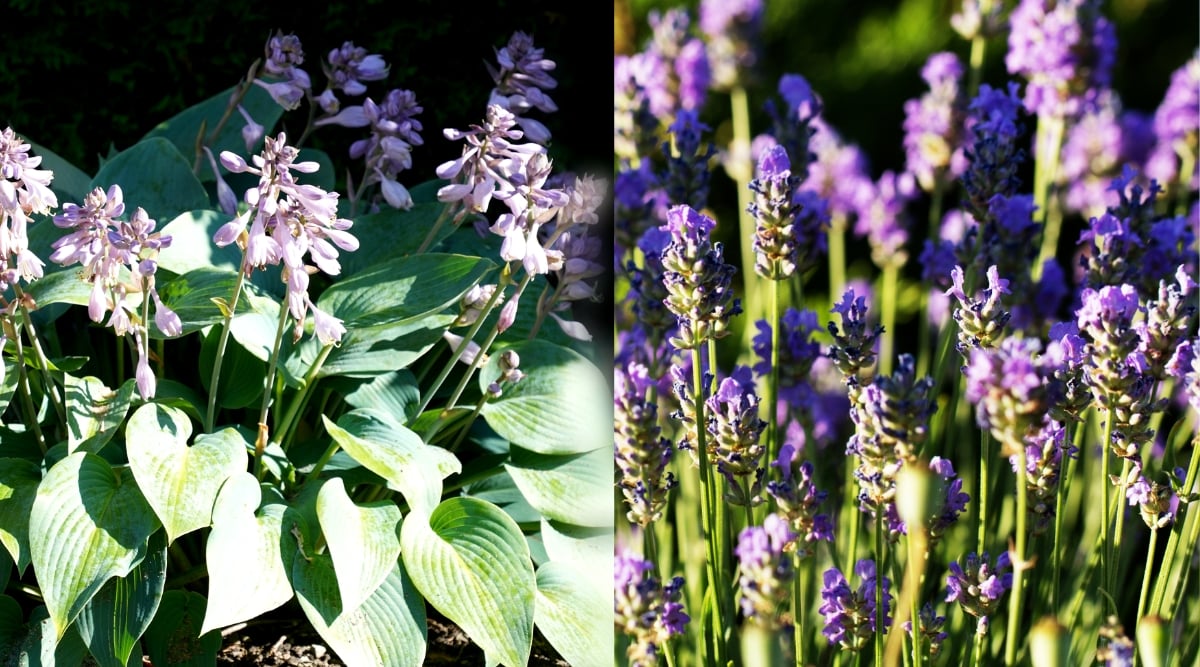 Two connected images of blooming hosta and blooming lavender in the garden. Hosta has a beautiful rosette of large green, heart-shaped, slightly cupped, parallel-veined leaves, and pale lavender tubular flowers growing in clusters on tall, slender stems. Lavender has slender stems and oval whorls of tiny purple flowers.