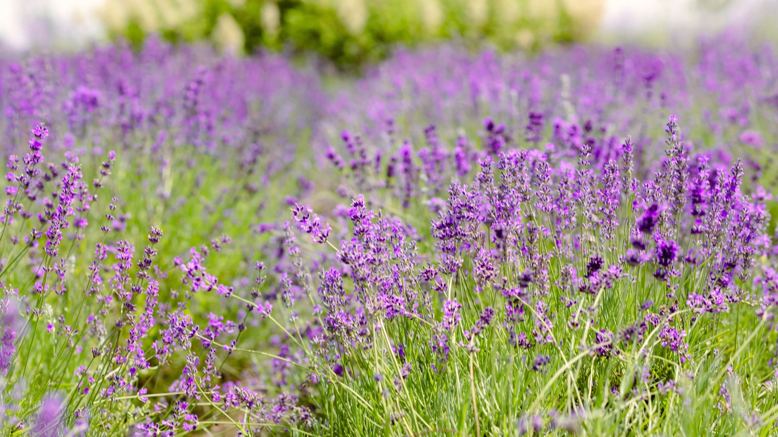 Close-up of a lavender field featuring narrow leaves, and producing dense spikes of small, purple flowers gathered in whorls at the tops of thin stems.