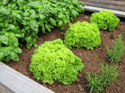 A raised wooden bed boasts orderly rows of vibrant basil, crisp lettuce, and fragrant rosemary, creating a lush garden scene ripe with culinary possibilities.