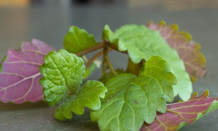 Harvested lemon balm microgreens