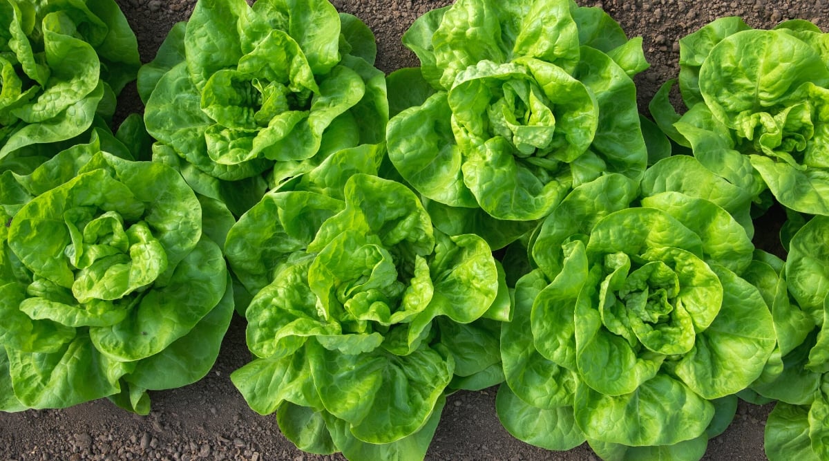 Top view, close-up of growing lettuce plants in the garden. Lettuce, scientifically known as Lactuca sativa, is a leafy annual plant belonging to the Asteraceae family. Lettuce forms a rosette of wide, smooth and slightly ruffled green leaves. The leaves are rounded, with a glossy and waxy texture.