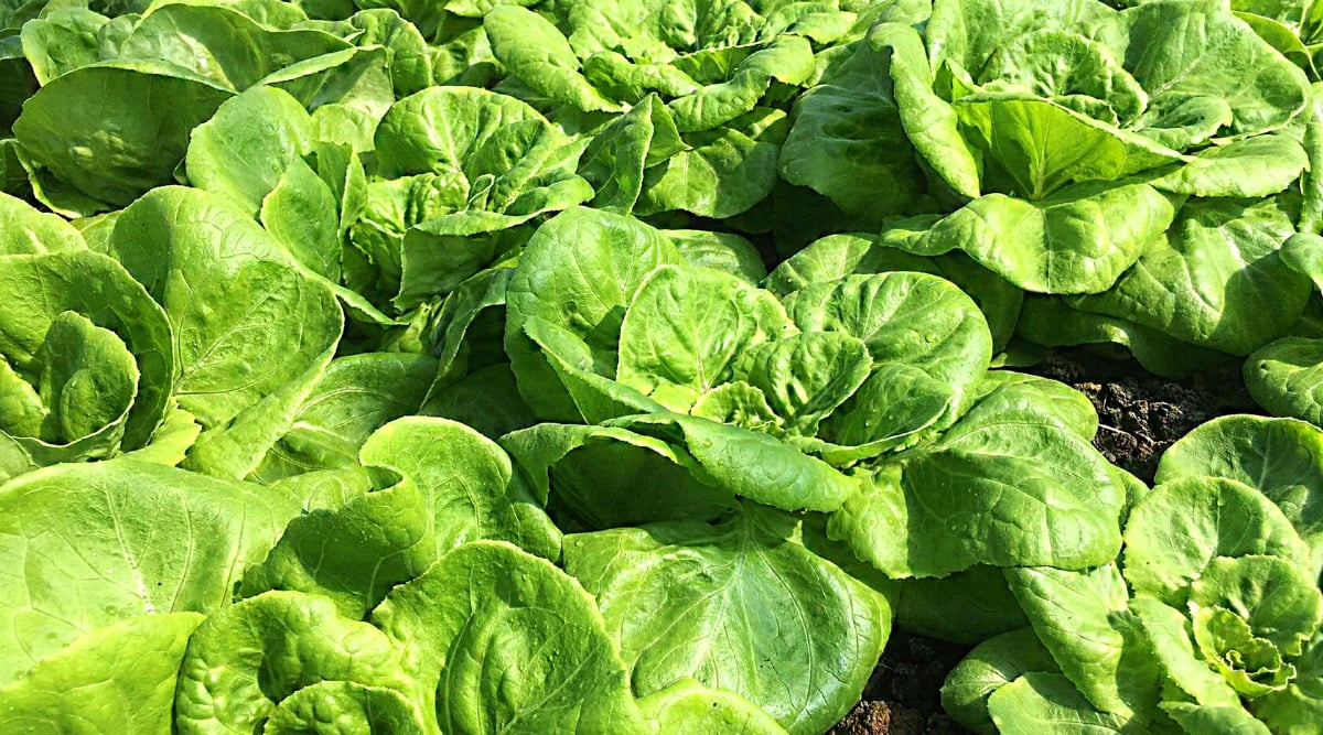 Close-up of Lettuce (Lactuca sativa) in a sunny garden. It is a leafy green vegetable with a rosette growth habit. The plant consists of a central head with many leaves radiating outwards. The leaves are green, smooth, delicate, with a slightly wrinkled structure, wide.