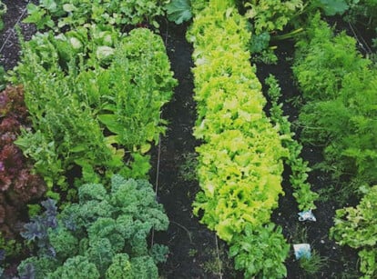 Lettuce companion plants