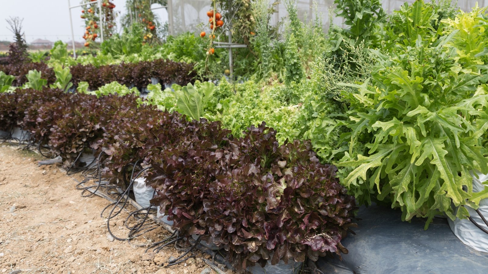 Green and deep purple leafy vegetables contrast against the backdrop of sprawling tomato vines, creating a colorful and lush garden scene bursting with natural diversity.
