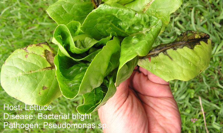 Lettuce with bacterial blight