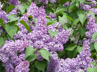 Abundant panicle blooms of pale lavender lilac flowers shine against the backdrop of lush green leaves.