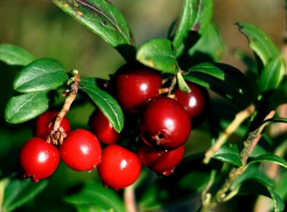 Lingonberry plants