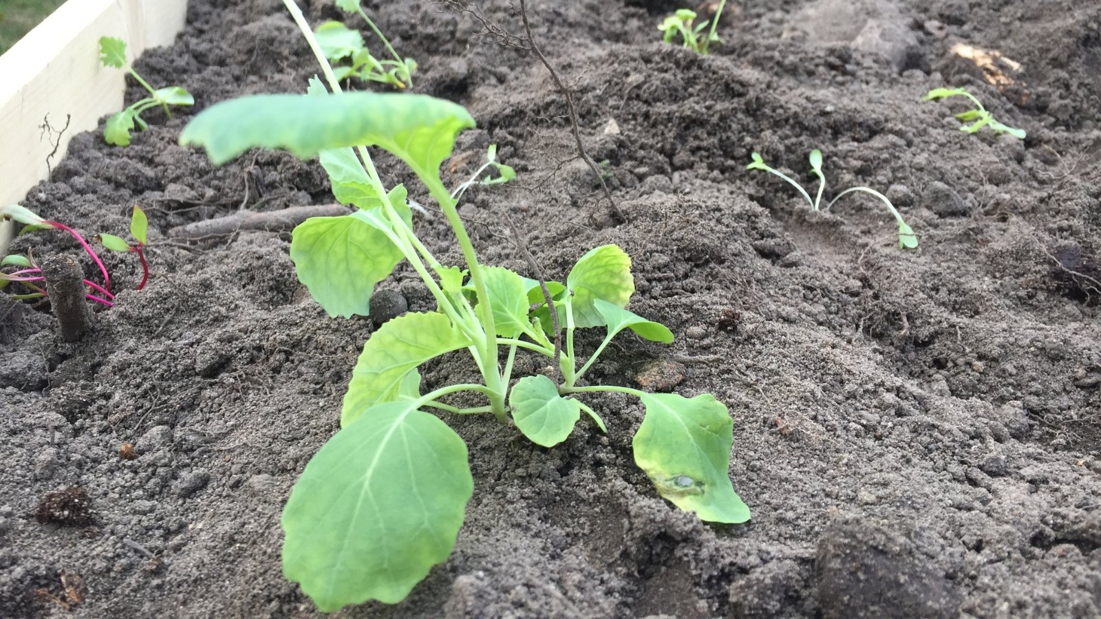 A close-up of Little Long Island Brussels sprout heirloom variety showcasing vibrant green leaves against rich brown soil, capturing the essence of organic farming and natural growth.