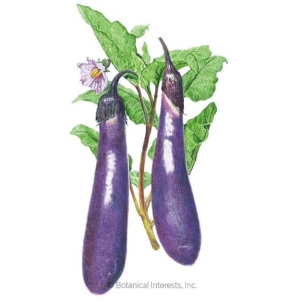 Long Purple Eggplant