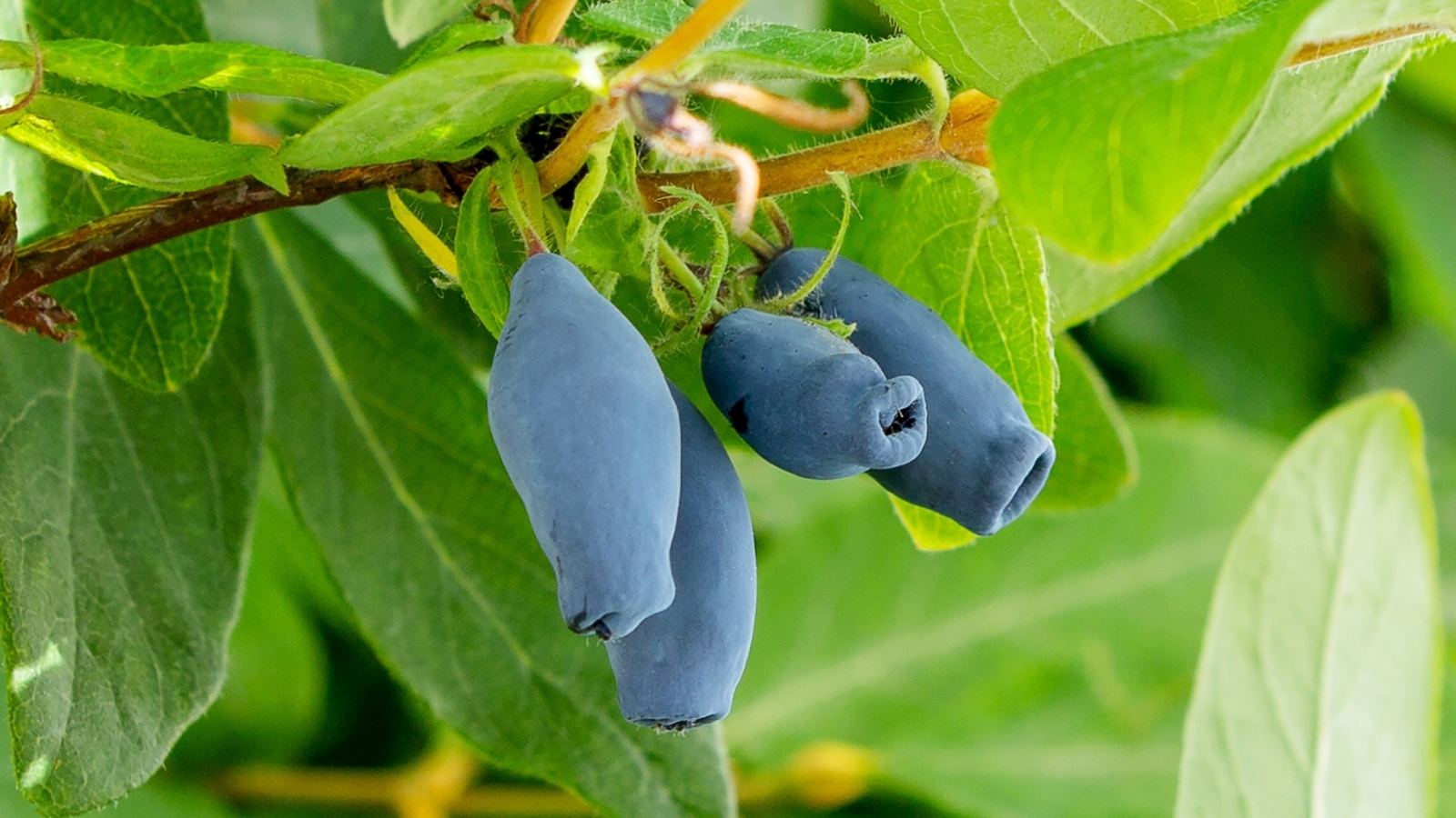 Lonicera caerulea ‘Tundra’ showcases elongated, blue-green leaves and produces clusters of oval, oblong, bluish-purple berries with a powdery bloom.