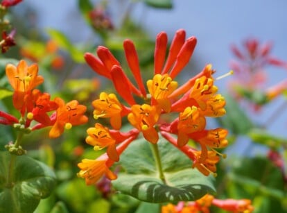 A close-up of Coral Honeysuckle in full bloom reveals vibrant, tubular scarlet-orange flowers. The lush green leaves and twining branches frame the blossoms beautifully.