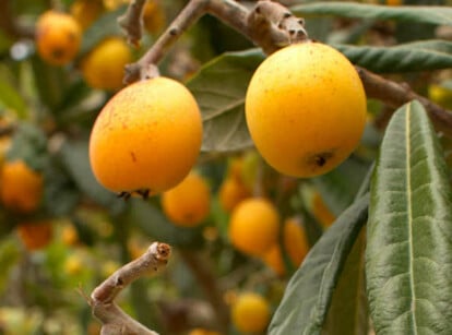 Loquats