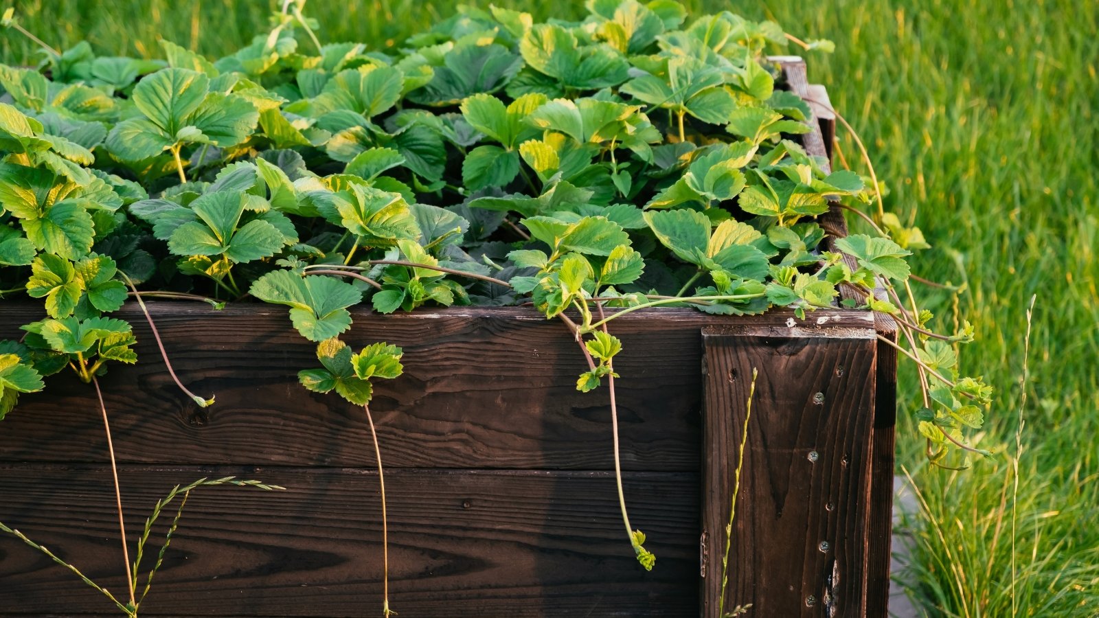 Lots of strawberry bushes with runners in a high wooden bed. Strawberry plants showcase vibrant green leaves with serrated edges, arranged in clusters of three on slender stems. These low-growing plants produce numerous runners, thin stems that sprawl along the ground and develop new plantlets at intervals.