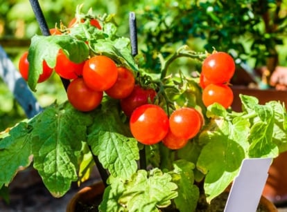 Ripe cherry tomatoes dangle from the vine, their glossy skins gleaming in the sunlight amidst verdant foliage. Beyond, terracotta pots create a soft, earthy backdrop, their warm hues blending harmoniously with the natural beauty of the garden.