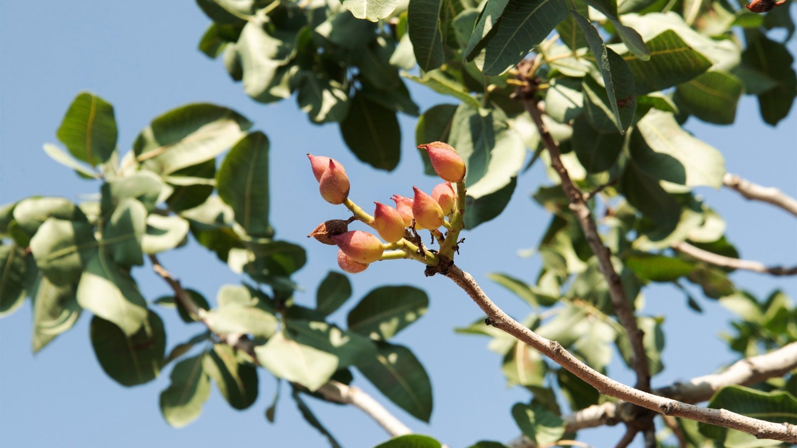 Close up of a small tree branch with a sparse, cluster of light reddish-orange colored nuts on it.