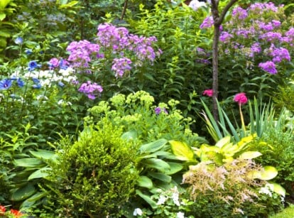 A colorful garden overflowing with flowers and plants. Tall green shrubs line the left side of the garden, while shorter plants with pink, purple, and white flowers fill the foreground. There are also several small trees in the background, which provide shade and help to create a sense of depth.
