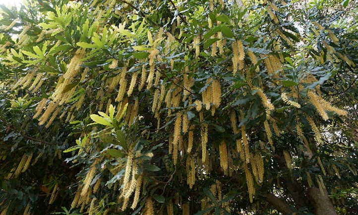 Macadamia in full flower