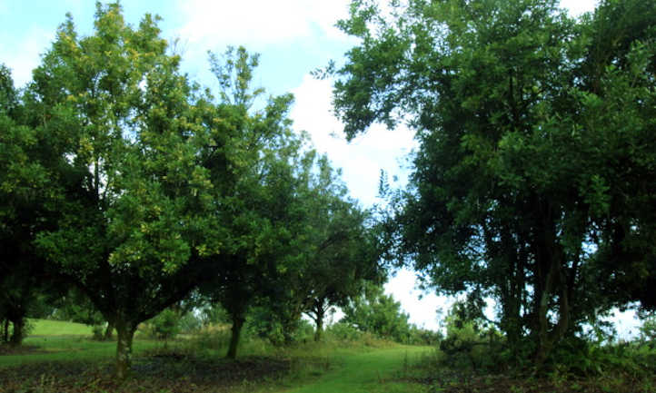 Macadamia nut trees