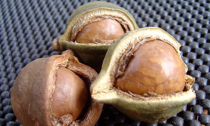 Macadamia nuts in shell and hull