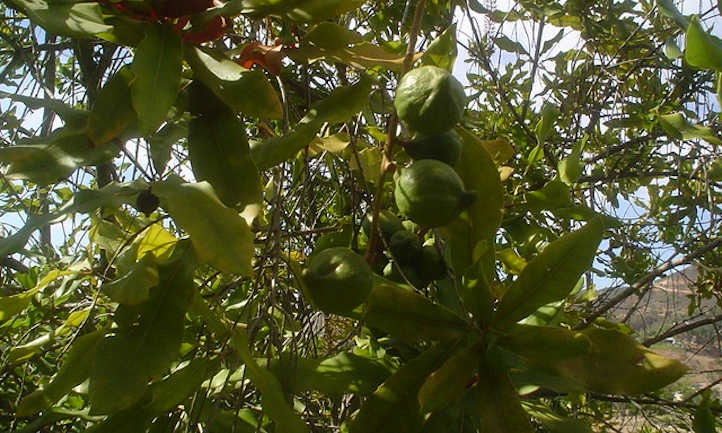 Macadamias in hull on tree