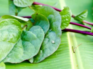 Malabar spinach leaves