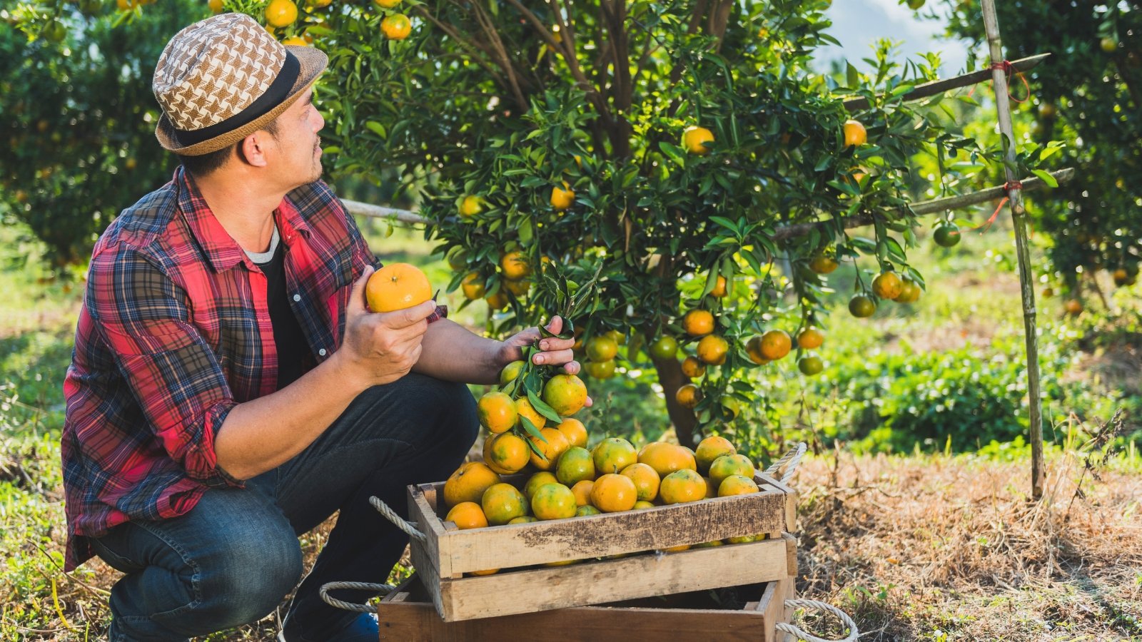 Close-up of a man dressed in a red checkered shirt and a Panama hat harvesting ripe oranges in wooden boxes from a tree in the garden.