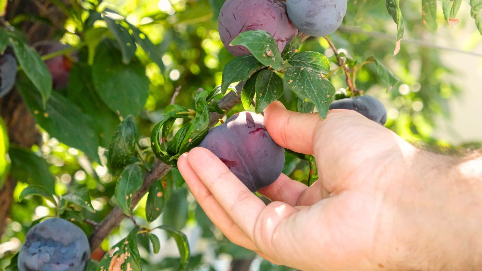 Close-up of a man's hand picking ripe purple plum fruits from a tree in a sunny garden.
