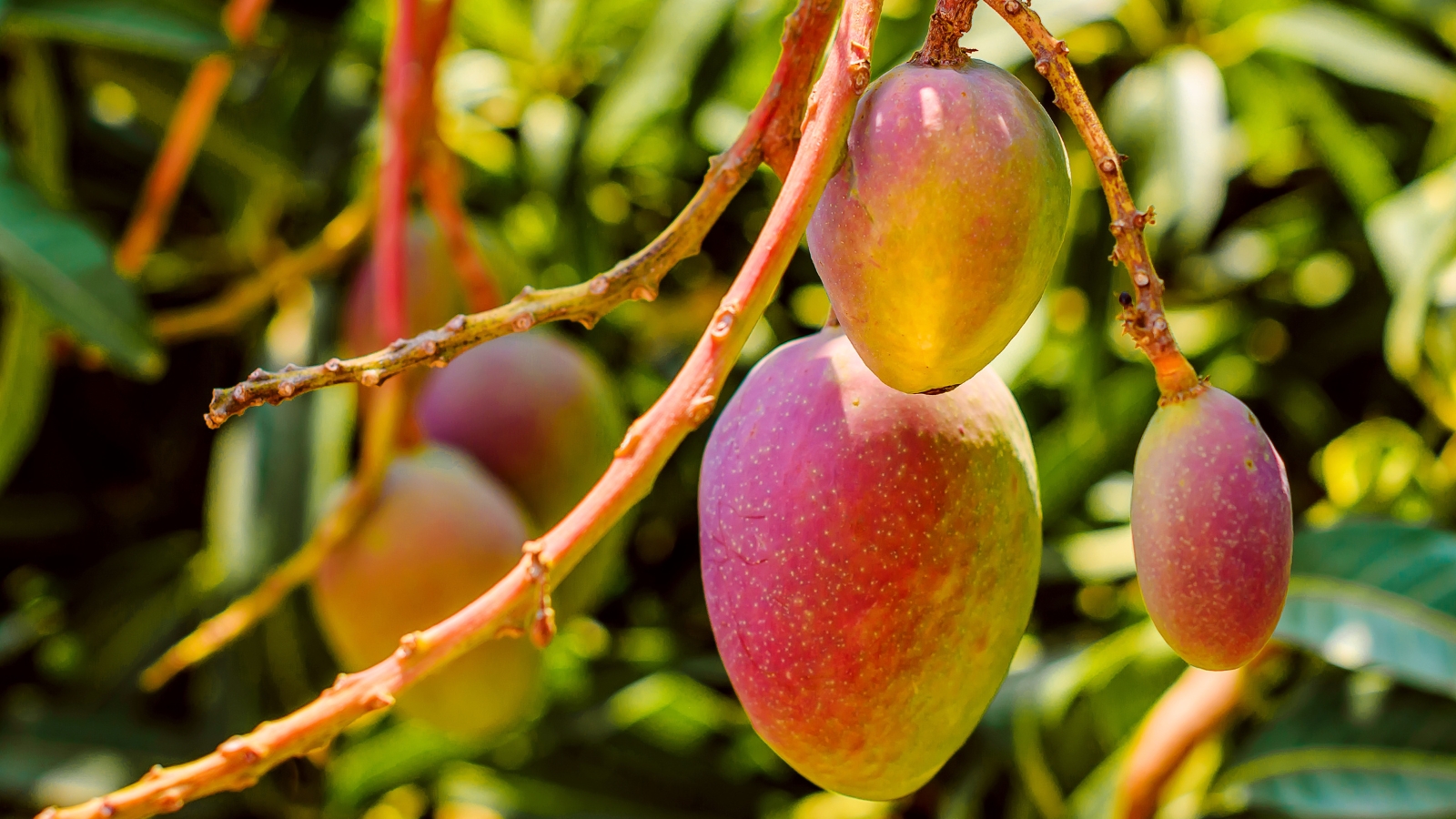 Close-up of ripe mango fruits having a smooth, oval shape with a vibrant reddish-yellow skin, hanging from a tree in a sunny garden.