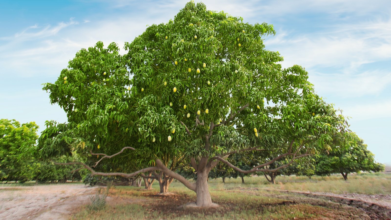 View of a large and tall Glenn mango tree with dense foliage of deep green, glossy leaves, crowned by clusters of vibrant, elongated fruits ripening under the sun, painting a picturesque tropical scene in the garden.