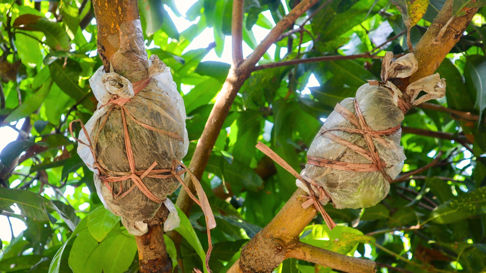 View of a mango tree grafted for better fruiting. During the grafting process, the mango tree exhibits trimmed branches with precise cuts and wrapped branches in plastic bags.