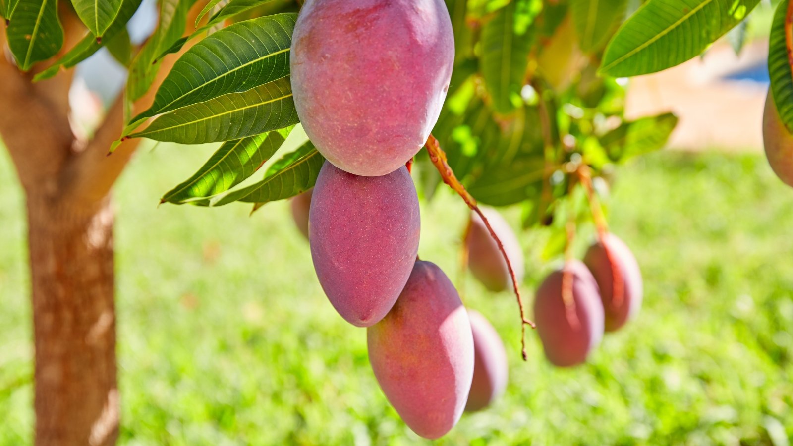 Close-up of a mango tree with its lush canopy of dark green leaves and branches weighed down by clusters of ripe mango fruits in a sunny garden.