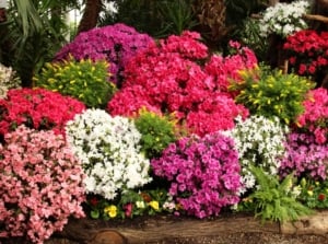 A vibrant garden teeming with life, showcasing an array of azalea bushes. Blossoms paint the scene in hues of pink, white, and purple, creating a picturesque display of nature's beauty and diversity.