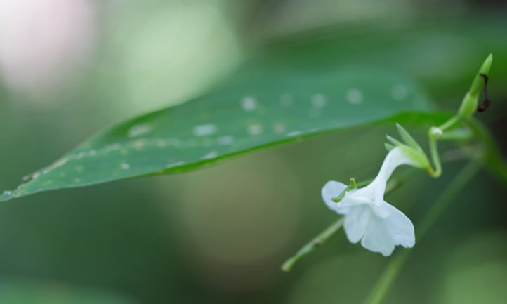 Maranta arundinacea flower