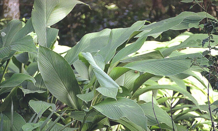 Maranta arundinacea leaves