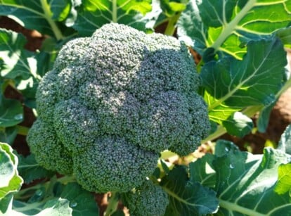 march seeds. Close-up of broccoli in a sunny garden. The broccoli plant is characterized by its dense cluster of dark green, flowering heads composed of numerous small, tightly packed florets. These florets form a compact, rounded shape that resembles a miniature tree, with a central stalk supporting the foliage. Surrounding the main head are large, coarse leaves that extend outward and downward, forming a protective canopy around the developing florets.