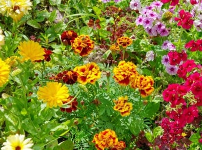 marigold companion plants