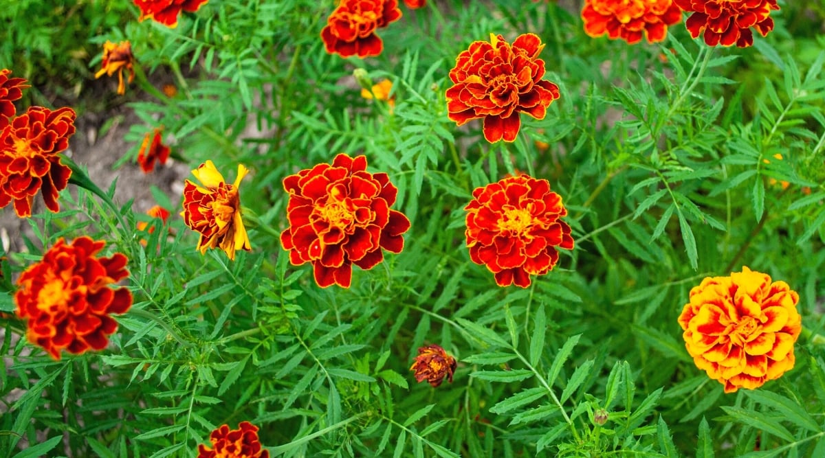 Close-up of blooming Marigolds (Tagetes spp.) in the garden. Marigolds (Tagetes spp.) are annual flowering plants with bright and colorful flowers. The plant has strong stems and dark green leaves that are pinnatipartite and have a fern-like appearance. Marigolds produce vibrant flowers in a variety of colors, including shades of yellow, orange, red, and maroon. The flowers are similar to daisies, double, with ruffled petals.