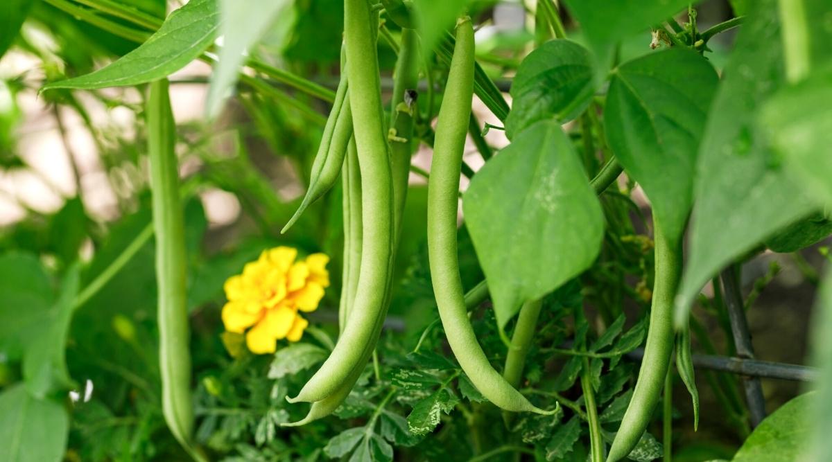 Close-up of a bean bush with long narrow green pods and a marigold flower growing in the garden. The bean bush has large oval leaves of bright green color with pointed tips. Marigolds have dark green, fern-like leaves and beautiful bright yellow flower heads.