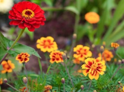 marigolds and zinnias