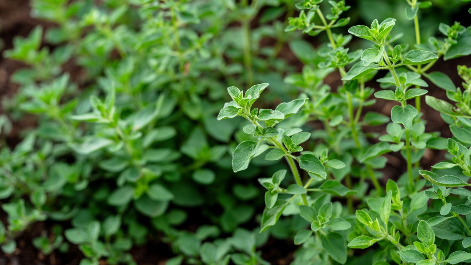 Marjoram displays small, oval-shaped leaves with a grayish-green hue and slightly wavy edges.