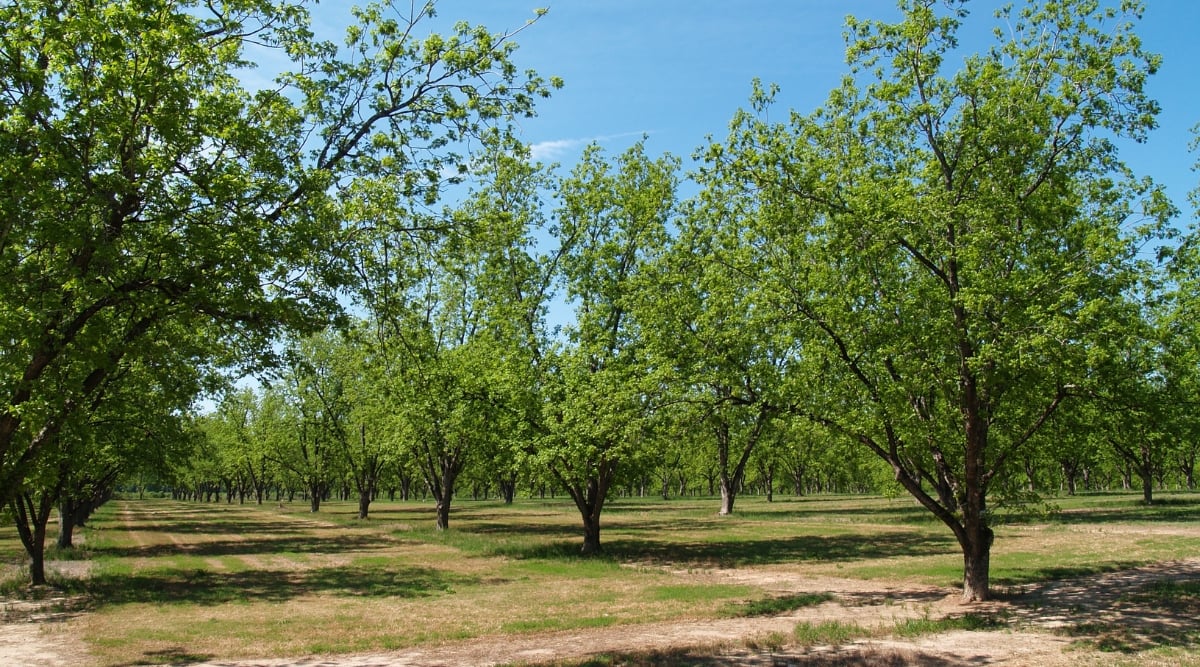 A grove of pecan trees perfectly aligned in rows, casting dappled shadows on the lush green pasture below. The short stature of the pecan trees adds charm to the landscape, while their abundant foliage promises a bountiful harvest.